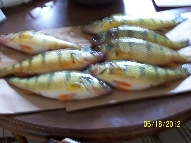 Large St Lawrence Perch