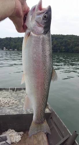 trout2.jpg