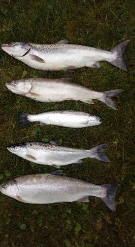 trout3.jpg