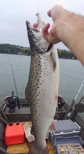 trout4.jpg