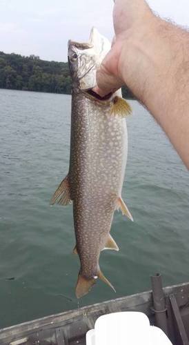trout6.jpg
