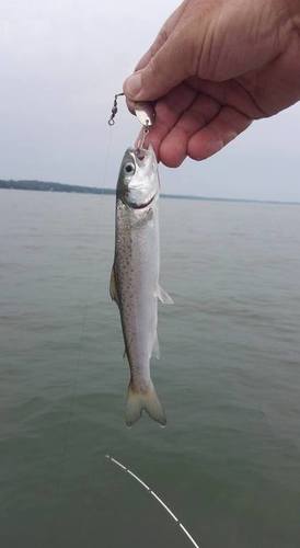 trout7.jpg