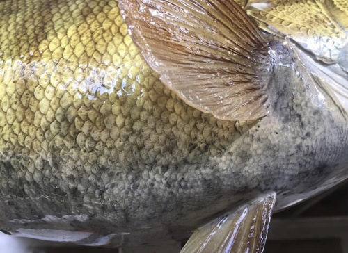 Smallmouthdetail.jpg