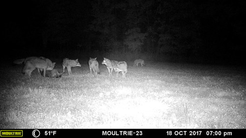 Lots Of Predators.JPG