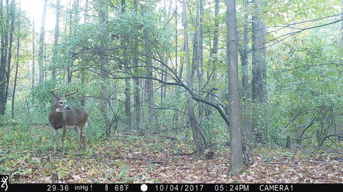 rushscrapebuck1.thumb.JPG.155fd7be6491cb40ffb80ec4fd2337cb.JPG