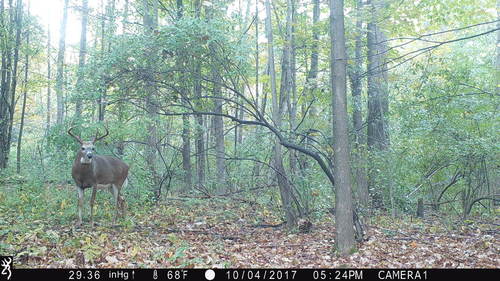 rushscrapebuck2.thumb.JPG.8e38c61aedf0dc2fed5aaf6826a69f48.JPG