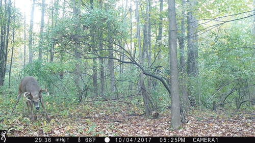 rushscrapebuck3.thumb.JPG.9e35cb02730bf12b1e8efdfc6f54e325.JPG