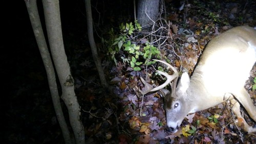 17  buck woods.JPG