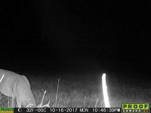 17 TC buck 1.JPG