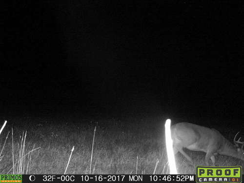 17 TC buck 2.JPG