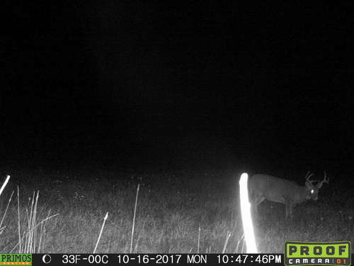 17 TC buck 3.JPG