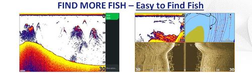 find more fish.JPG
