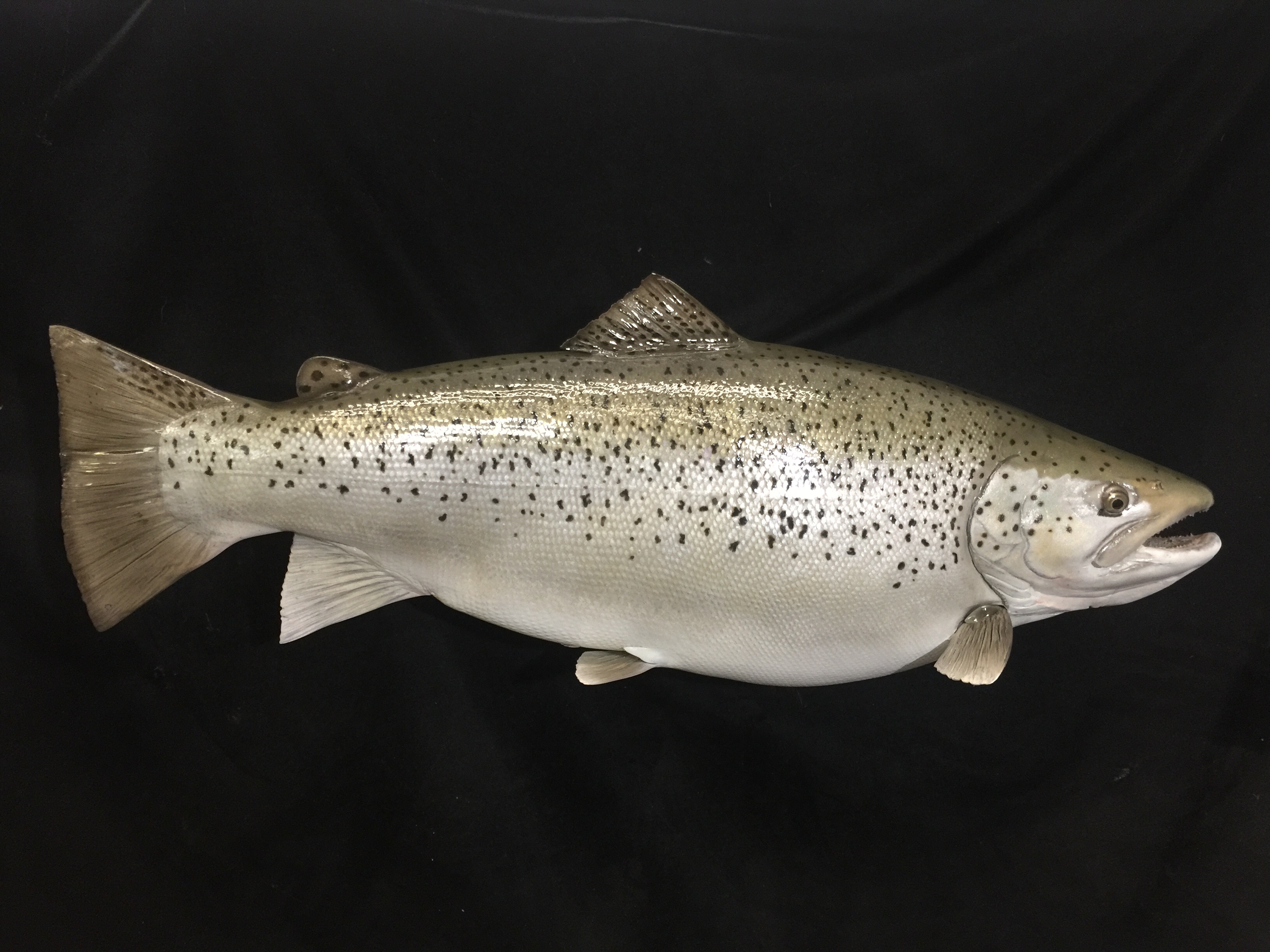 Spring brown trout - Fishing Pictures - Lake Ontario United - Lake