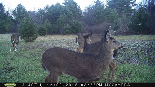 REDTAIL.jpg