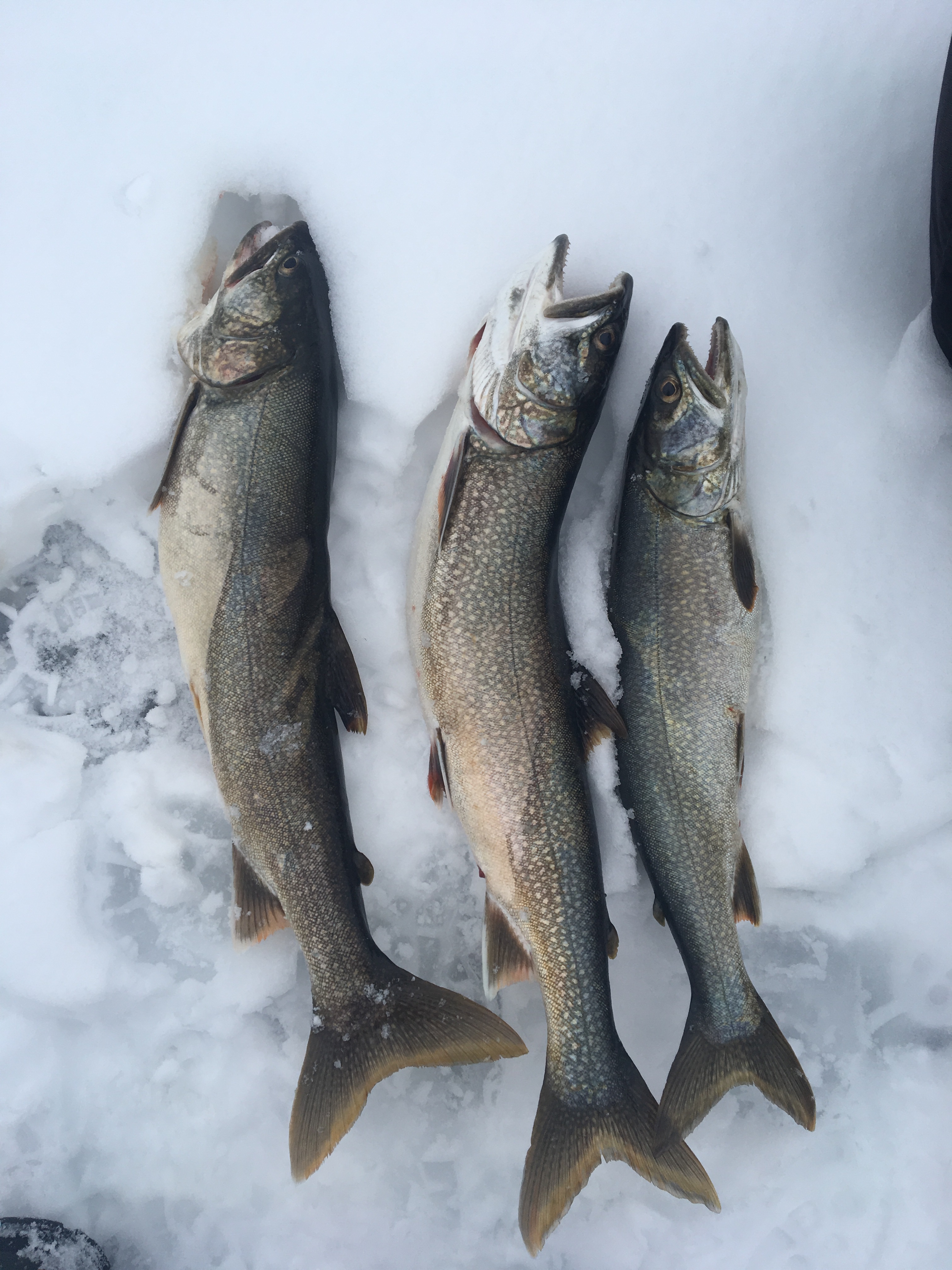 Keuka lake - Ice fishing - Lake Ontario United - Lake Ontario's