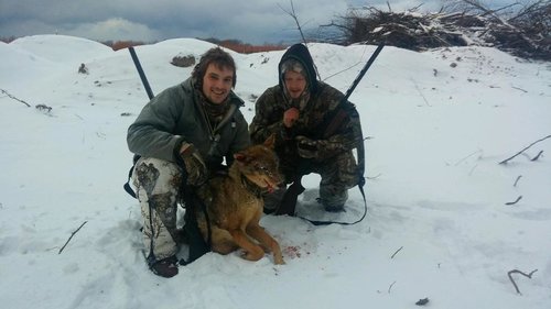 coyote.jpg