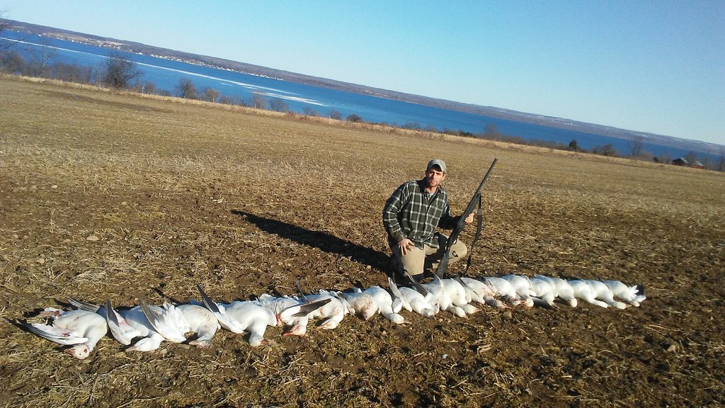 Finger lakes snows Waterfowl / Bird Game Lake Ontario United Lake