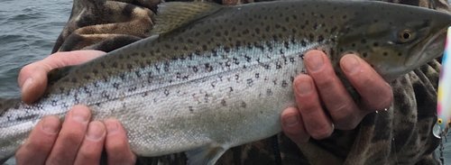 Brownie.jpg