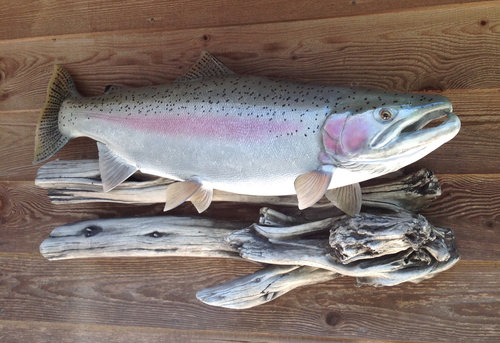 Image1521166305.739814.jpg