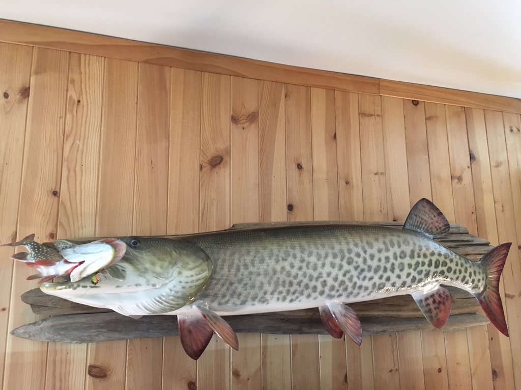 Cool Musky story leads to reproduction mount - Musky, Tiger Musky