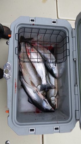 20170619_101253.thumb.jpg.09336b03e4784a7076cd4b01fa88e416.jpg