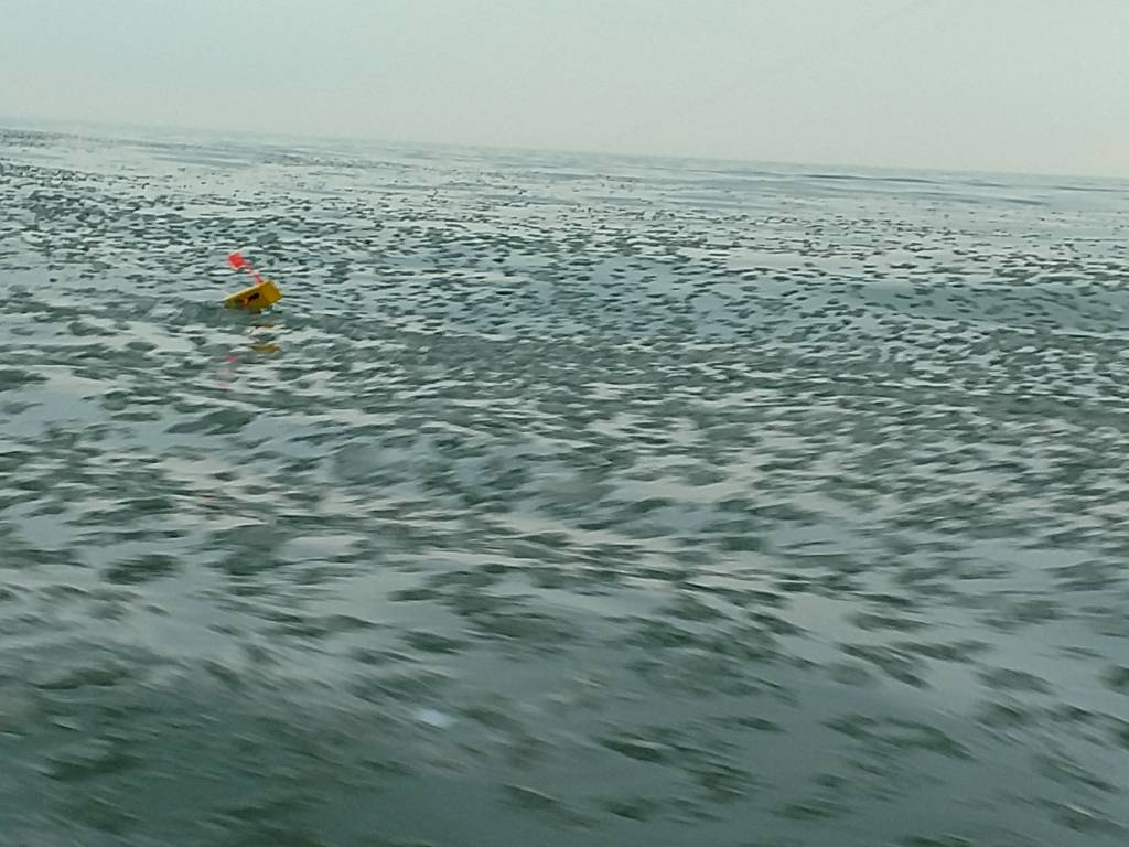 3rd brown run / olcott New York Fishing Reports Lake Ontario (South