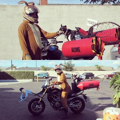 coyotes4.jpg