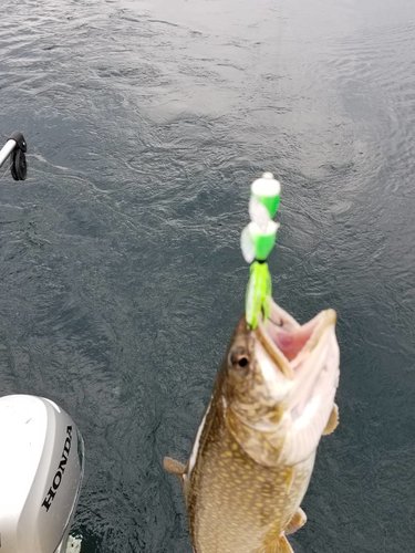 20180428_094748.thumb.jpg.8e9db6dd1491d1a04f3a716d81f78142.jpg