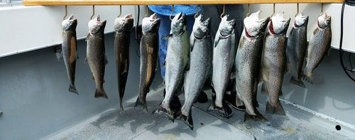 5aef7acf0d317_FISHING5_6.thumb.jpg.de3edeb3fb65d0923e059054a2174385.jpg