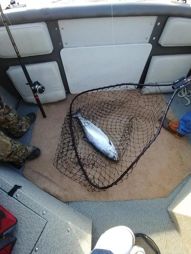 fish 5.jpg