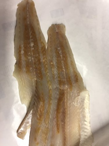 walleye flesh problem.JPG