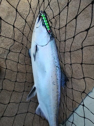 fish pic may 14th #4.jpg