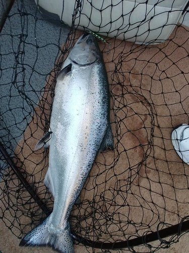 fish pic may 14th #6.jpg