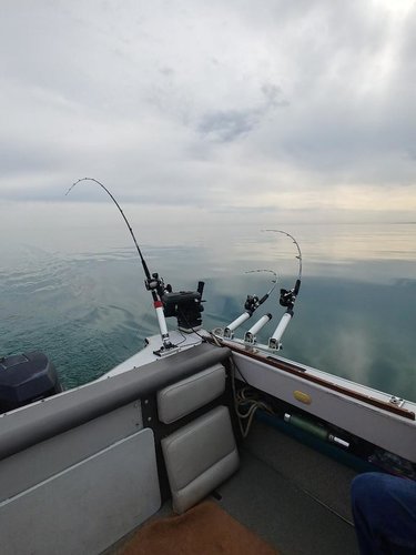 6-10-18 FISH 7.jpg