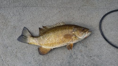 20150427_165447.thumb.jpg.6485bf30aa1d38508030e08ca2b762f6.jpg