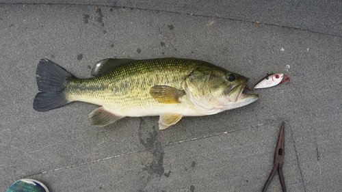 20180620_132838.thumb.jpg.2f12a860fa9d9fe2667d962c6d2560f6.jpg