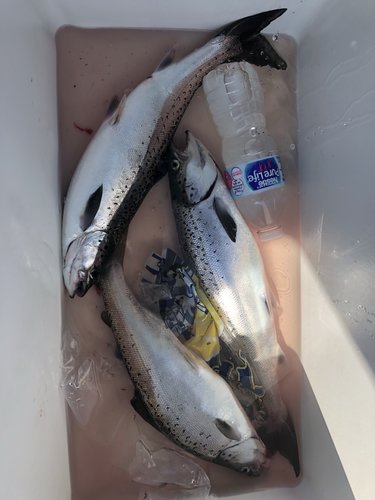 Image1532898875.848977.jpg
