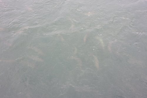 1260419797_seattle20186bollardlockfishladder.thumb.JPG.70a1ccb1bc7486e8b74adca2ea546f55.JPG