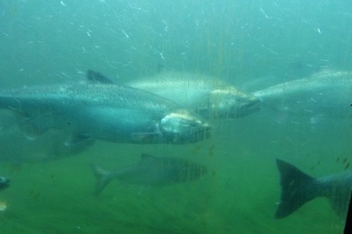 1697076437_seattle20183abollardlockfishladder.thumb.JPG.6008492f2ee5ccd8cf9b25884f4e82af.JPG