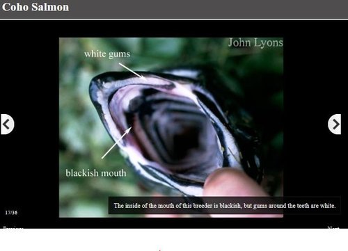 522336233_cohomouth.thumb.JPG.b2757b272b85e526481c33424cef233e.JPG