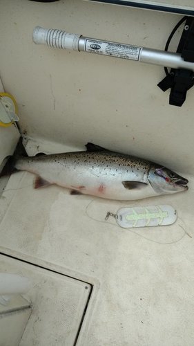1387731178_9.5lbSalmon2017.thumb.jpg.7d26ac1b6e39fc4c4e21854d9157146b.jpg