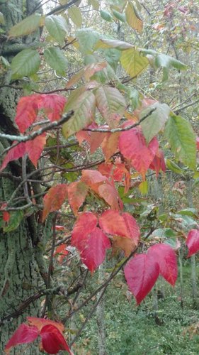 IMG_20181002_170759762.jpg