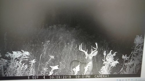 IMG_20181011_114059501.thumb.jpg.6b8f99ed49b4bb8bd0d335fb32519483.jpg