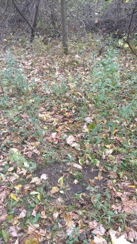 IMG_20181017_164708562.jpg