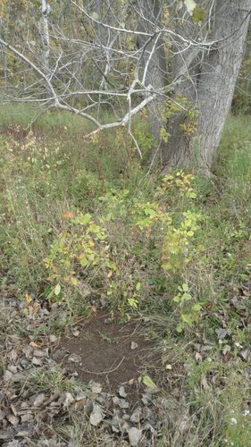 IMG_20181018_093546848.jpg