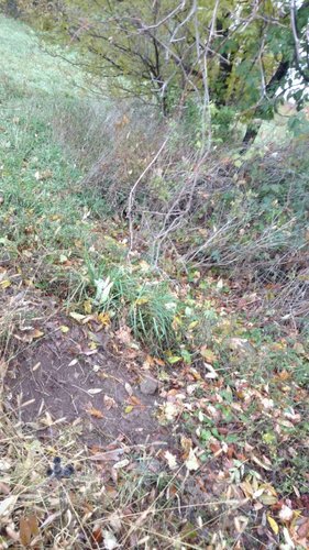 IMG_20181029_092824152.jpeg