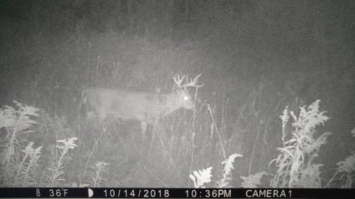 IMG_20181029_100526187.jpeg