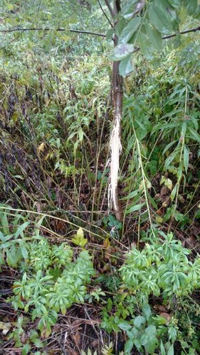 IMG_20181031_094629269_TOP.jpeg