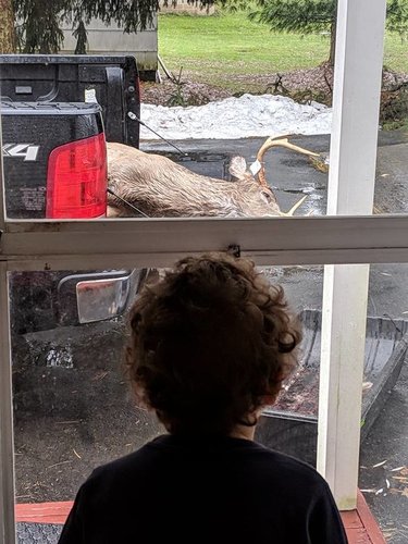 deer pics 2.jpg