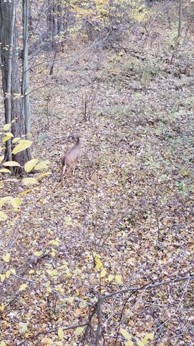 20181105_150653.jpeg